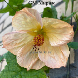 GM-Мираж