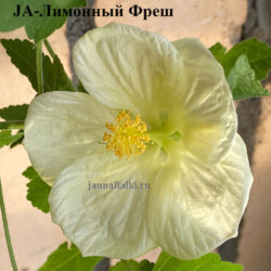 JA-Лимонный  Фреш