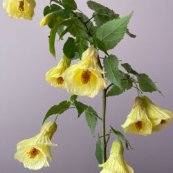 Saori's Yellow