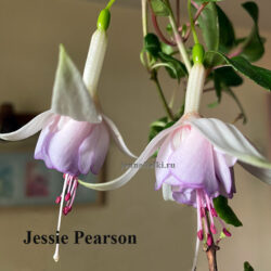 Jessie Pearson